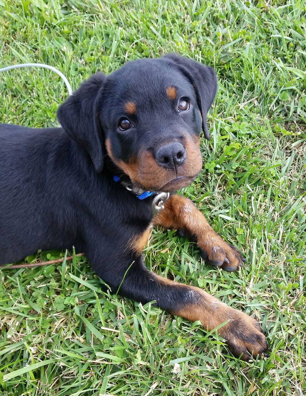 Rottweiler, Šuniukas, Šuo, Naminis Gyvūnėlis, Gyvūnas, Kūdikis, Mielas, Šunys, Grynakraujis, Portretas