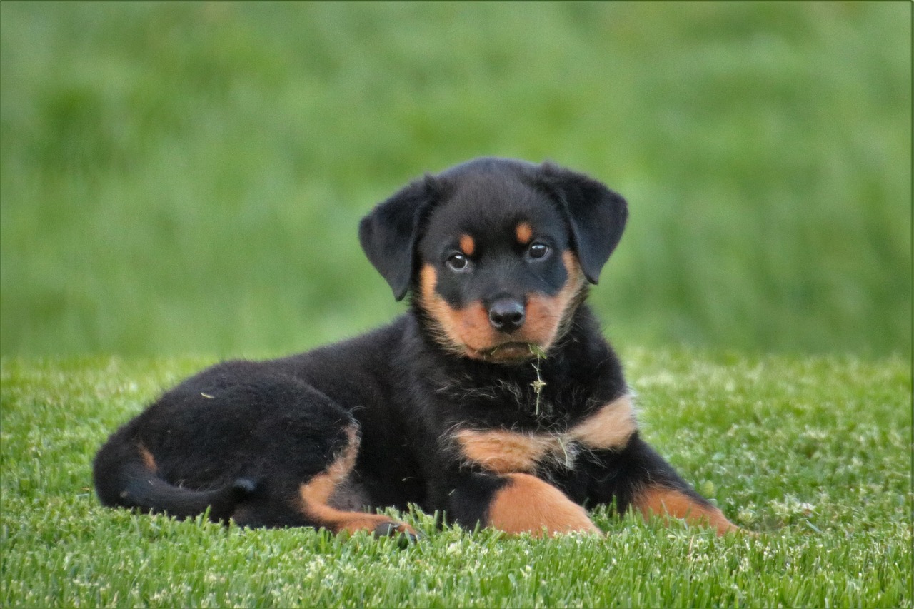 Rottweiler, Šuo, Šuniukas, Saldus, Šuo Guli, Gyvūnas, Vasara, Naminis Gyvūnėlis, Mielas, Nemokamos Nuotraukos