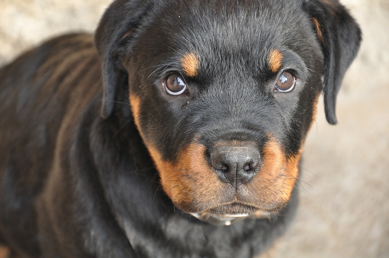 Rottweiler, Cucciola, Šuo, Uma, Saldus, Snukis, Akys, Švelnumas, Nemokamos Nuotraukos,  Nemokama Licenzija