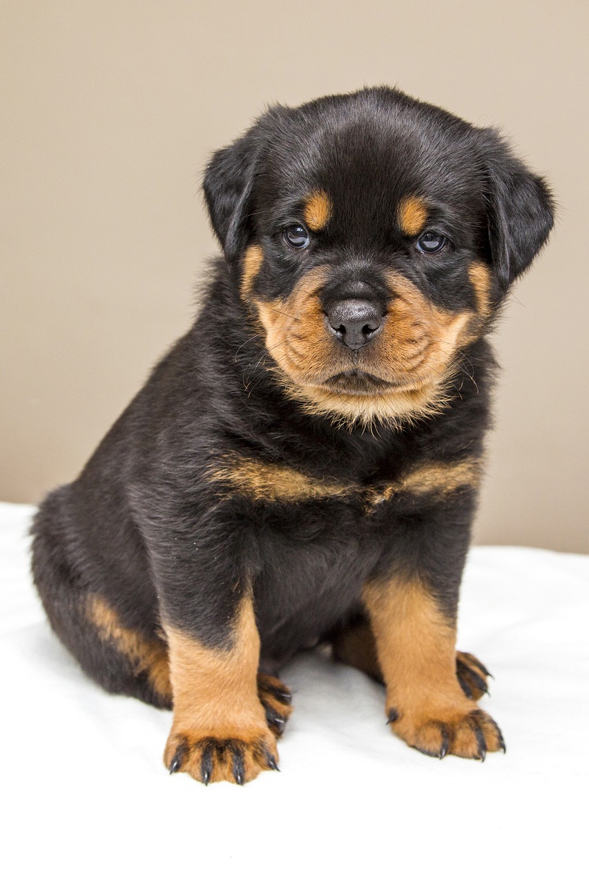 Rottweiler, Šuniukas, Saldus, Šuo, Gyvūnai, Šunys, Mielas, Nemokamos Nuotraukos,  Nemokama Licenzija