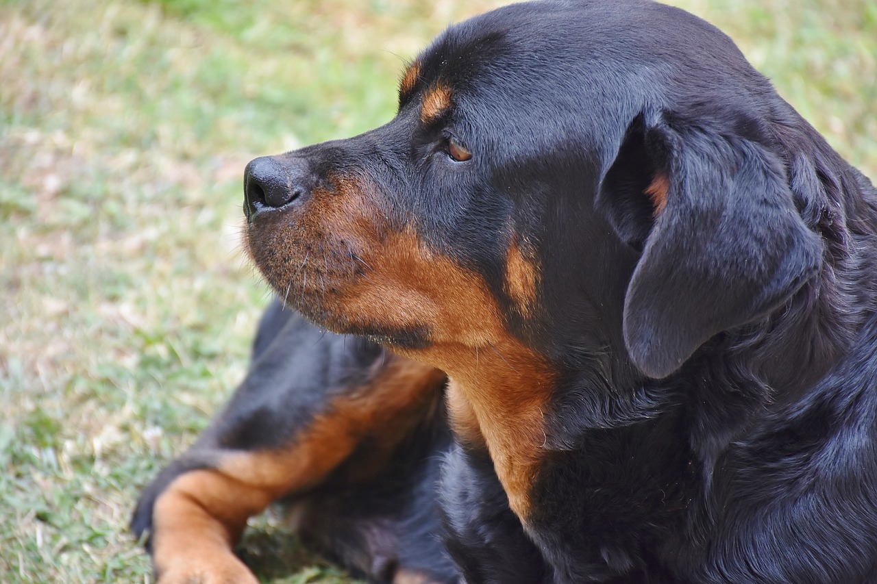 Rottweiler, Šuo, Naminis Gyvūnėlis, Gyvūnas, Juoda, Žiūrėti, Budrus, Ausys, Klausytis, Apsaugai