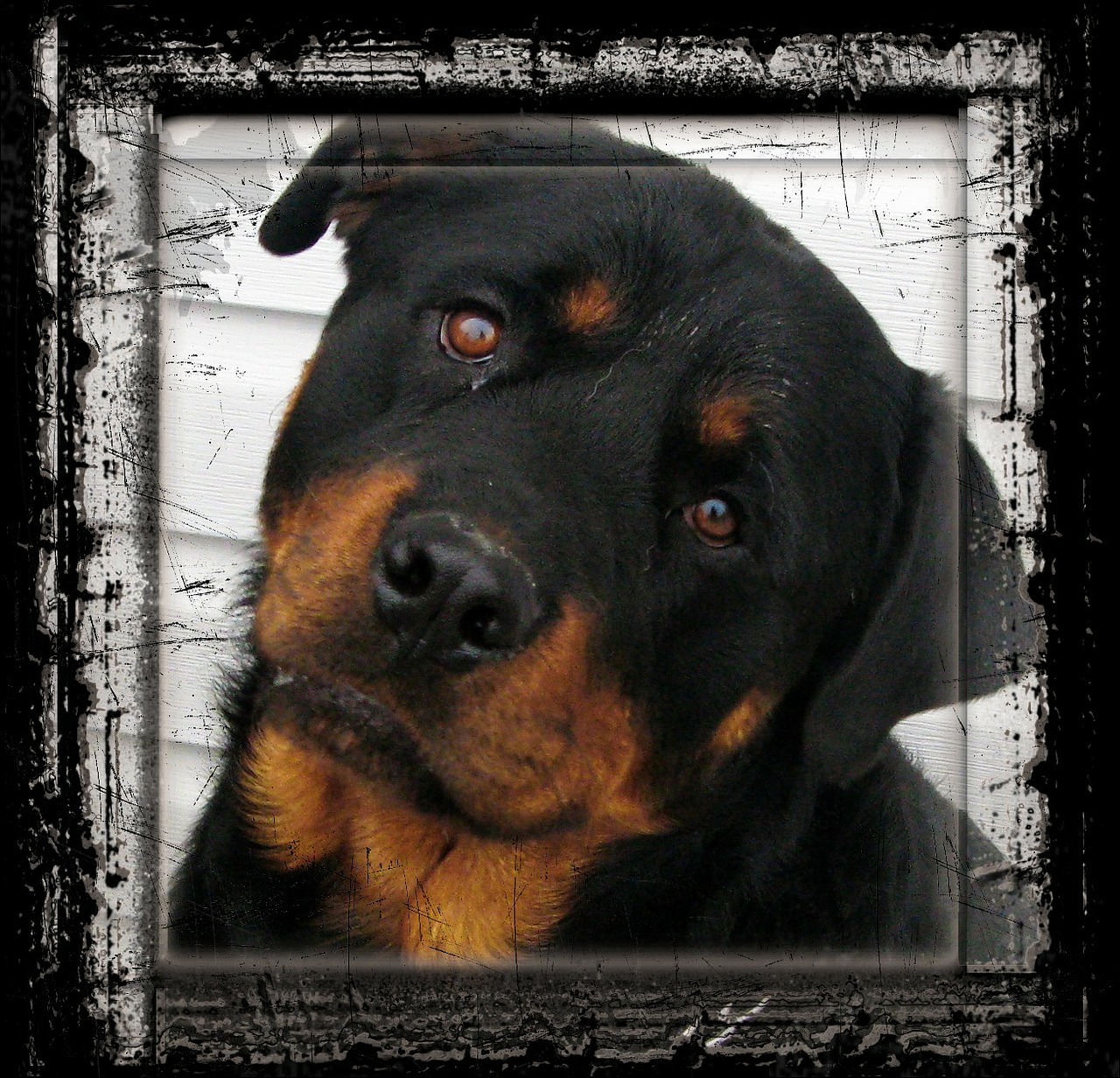 Rottweiler, Šuo, Gyvūnas, Šunys, Naminis Gyvūnėlis, Rėmas, Nemokamos Nuotraukos,  Nemokama Licenzija