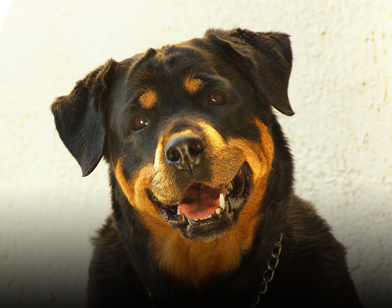 Rottweiler, Šuo, Nemokamos Nuotraukos,  Nemokama Licenzija