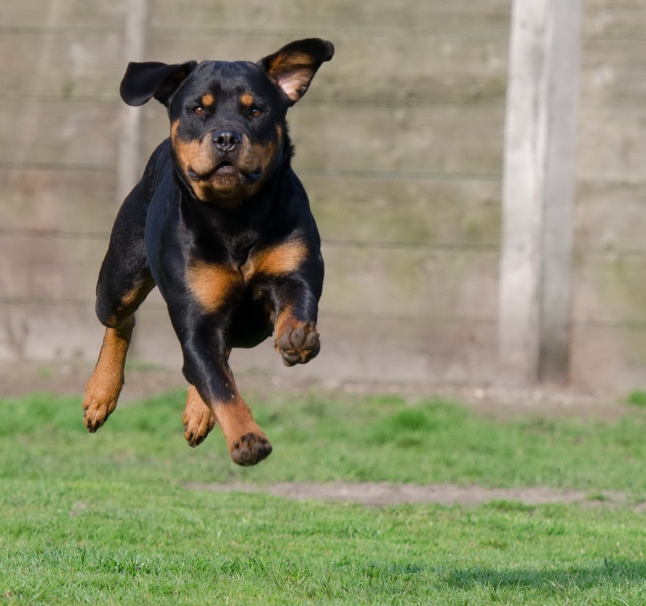 Rottweiler,  Bėgimo Šuo,  Šokinėti,  Šunų Ėjimas,  Gyvūnų Prieglauda,  Veislynai,  Šunų Pensija,  Išraiška, Nemokamos Nuotraukos,  Nemokama Licenzija