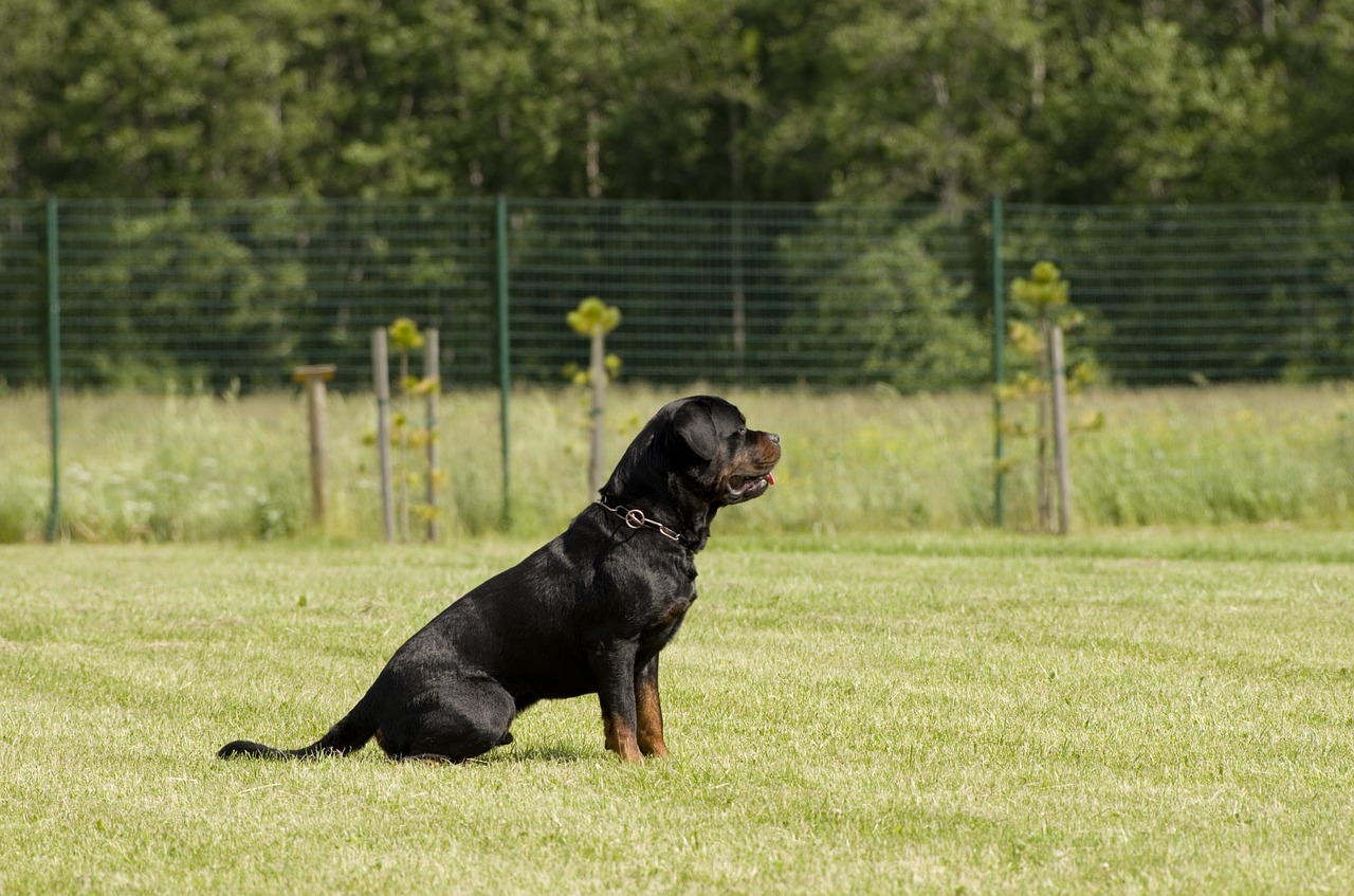 Rottweiler,  Šuo,  Varzybos,  Sėdi, Nemokamos Nuotraukos,  Nemokama Licenzija