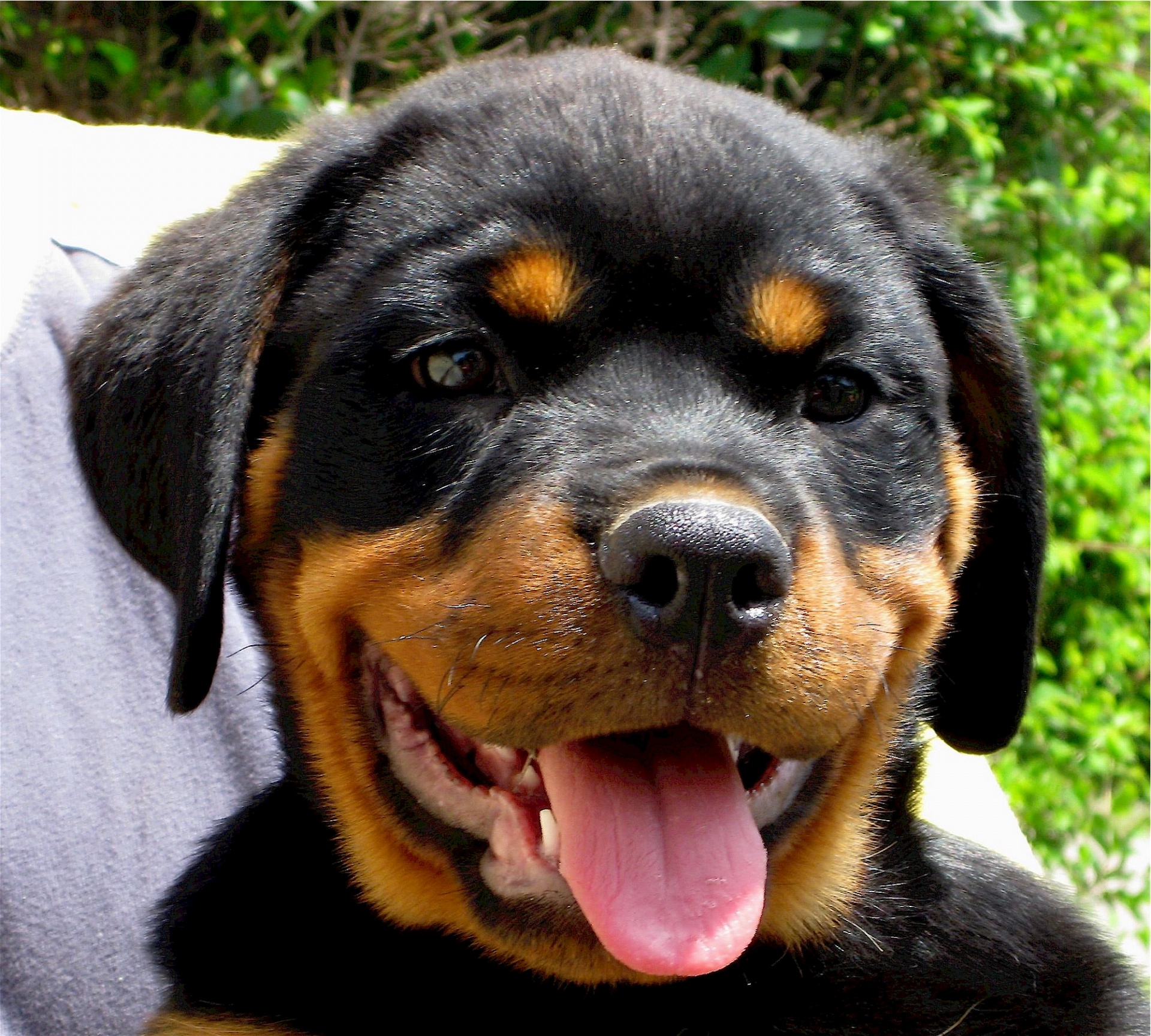 Rottweiler,  Šuniukas,  Šuo,  Šunys,  Mielas,  Vokiečių,  Fonas,  Viešasis & Nbsp,  Domenas,  Tapetai