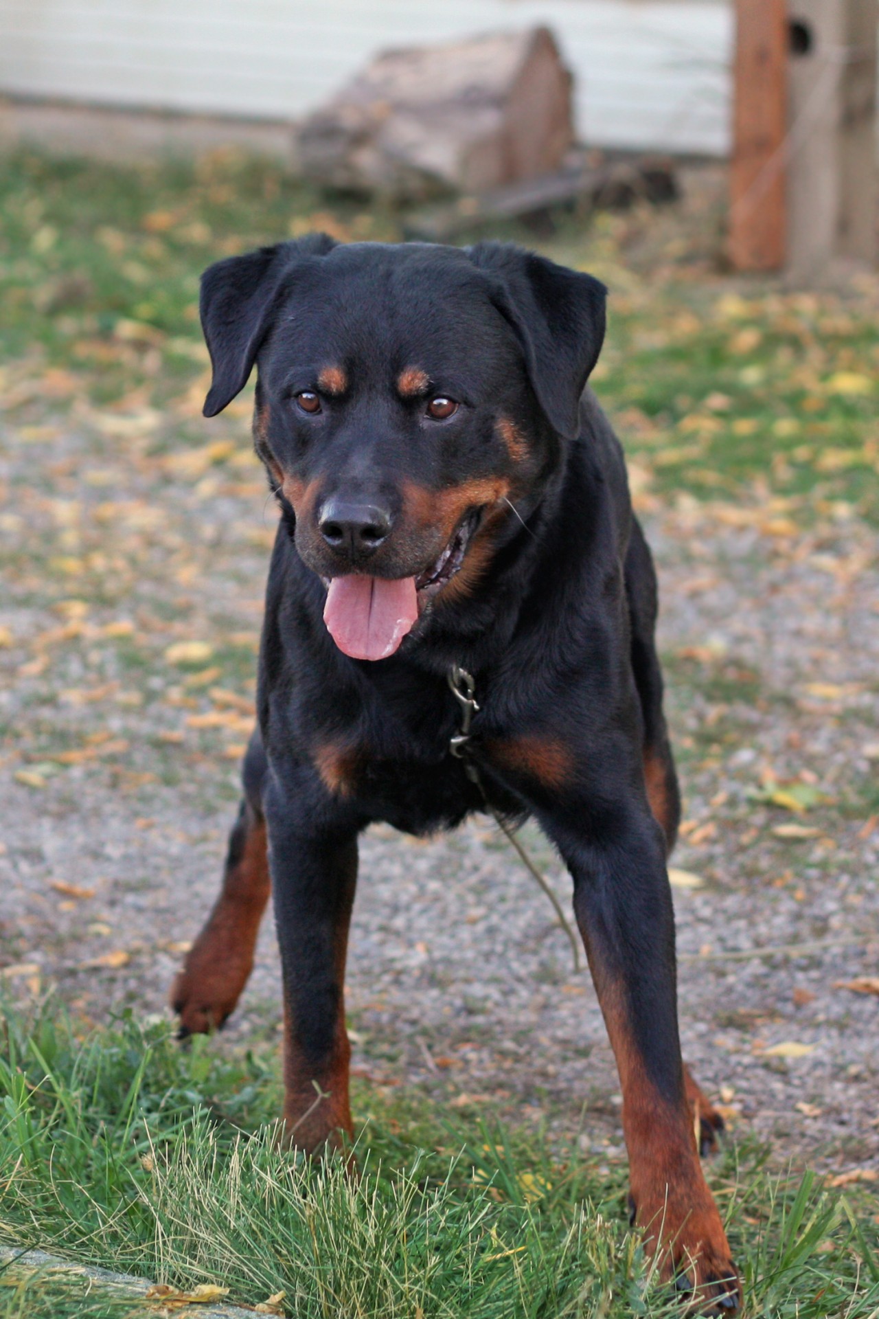 Rottweiler,  Šuo,  Naminis Gyvūnėlis,  Laimingas,  Gyvūnas,  Lauke,  Mielas,  Jaunas,  Rottweiler, Nemokamos Nuotraukos