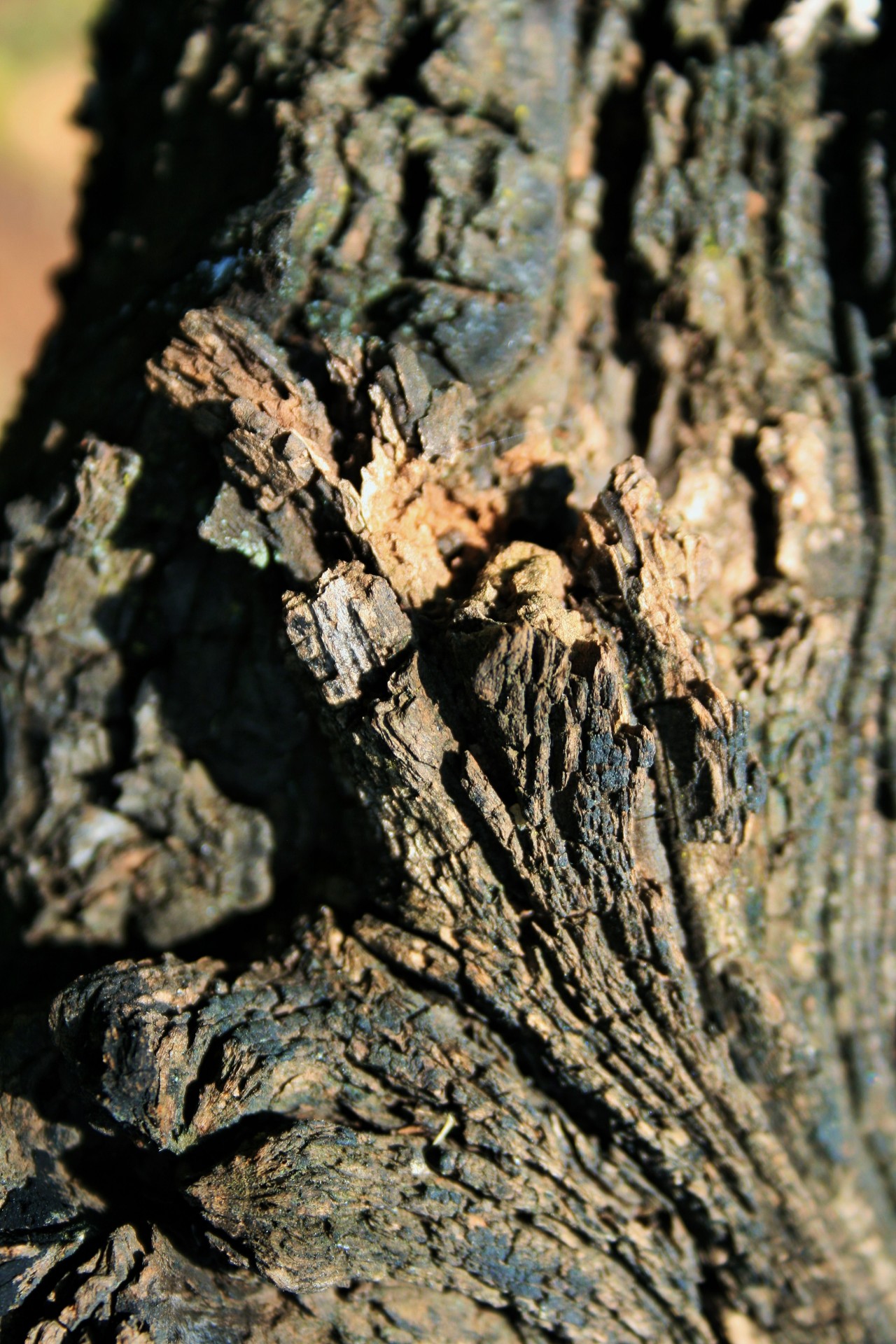 Medis,  Persikas,  Žievė,  Gnarled,  Susukti,  Senojo Persikų Medžio Žievė, Nemokamos Nuotraukos,  Nemokama Licenzija