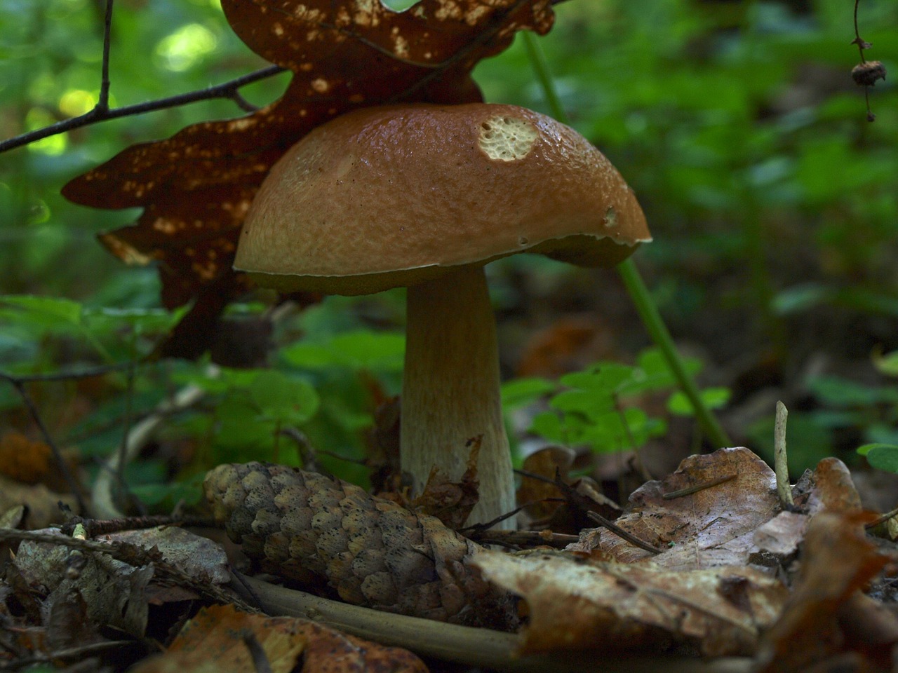 Grubus Boletus, Grybai, Miškas, Nemokamos Nuotraukos,  Nemokama Licenzija