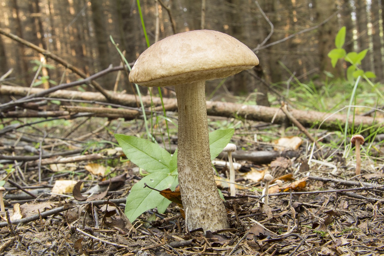 Grubus Boletus,  Grybai,  Miškas,  Ruduo, Nemokamos Nuotraukos,  Nemokama Licenzija