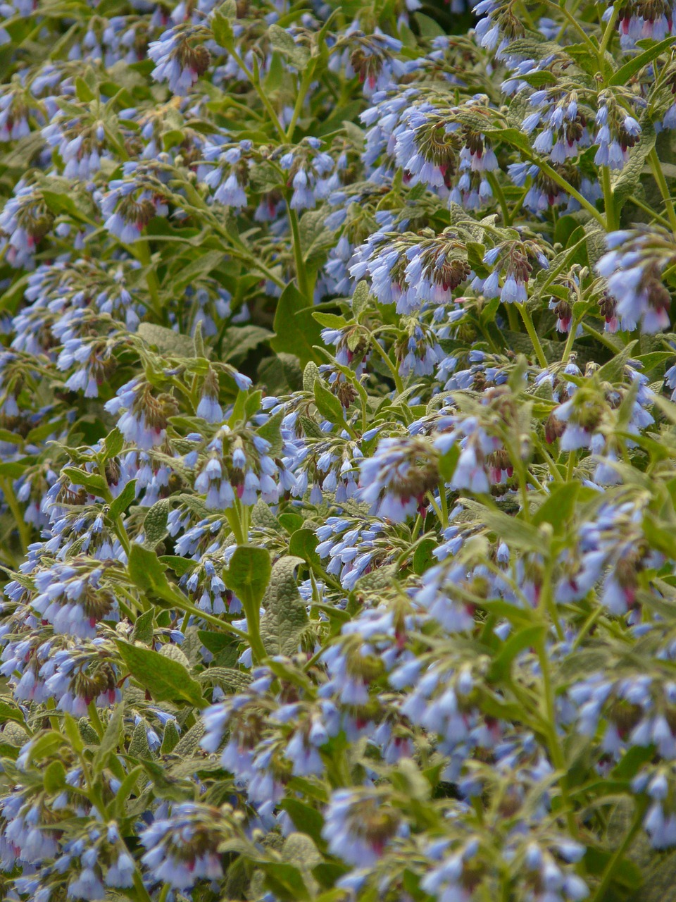 Šiurkštus Sugadintas, Gėlė, Mėlynas, Symphytum Asperum, Caucasus Feverfew, Raublattgewächs, Boraginaceae, Žiedas, Žydėti, Flora