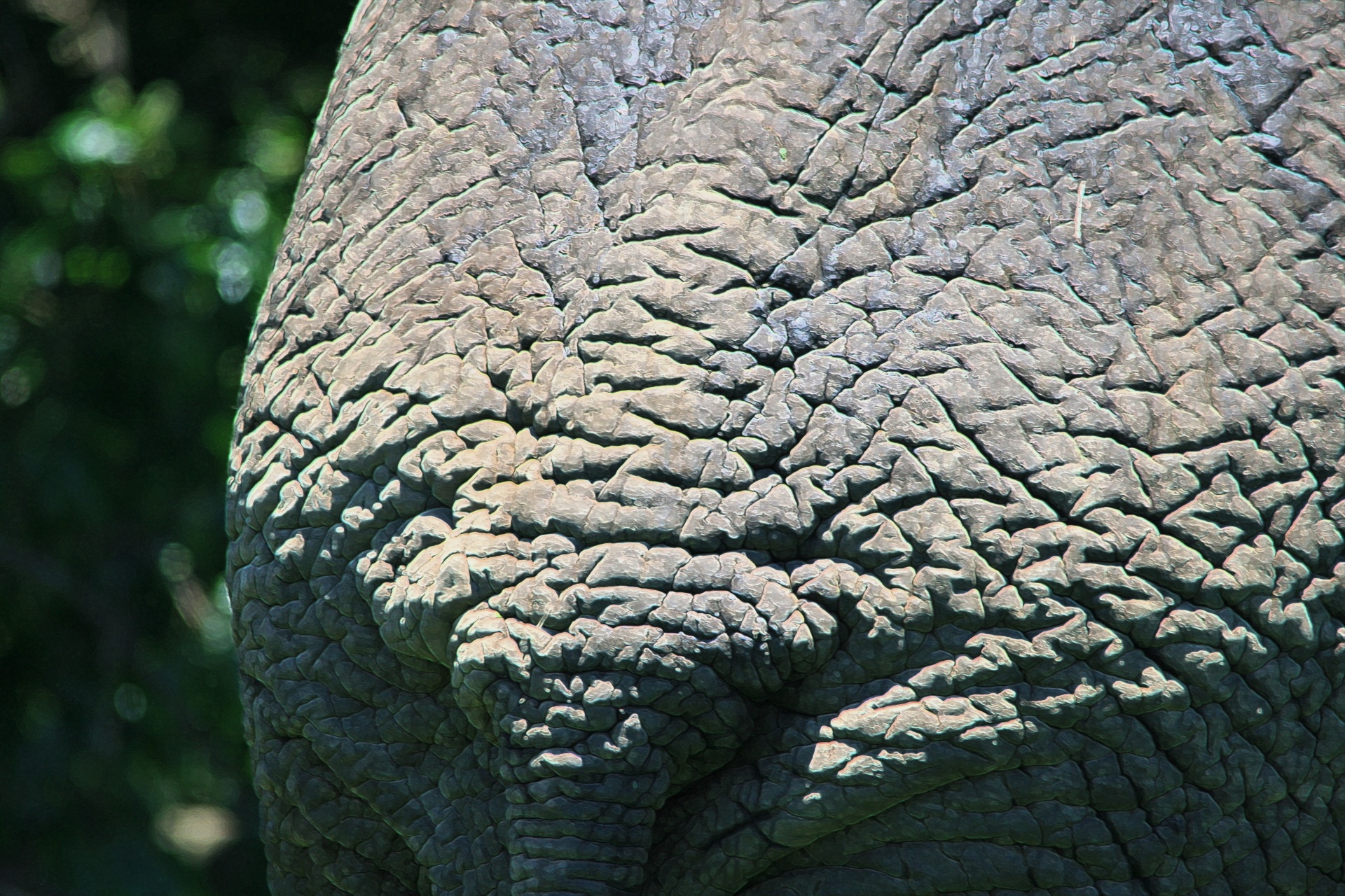 Gyvūnas,  Dramblys,  Pachyderm,  Oda,  Slėpti,  Tekstūruotos,  Grubus,  Grubus Dramblys Paslėpti, Nemokamos Nuotraukos,  Nemokama Licenzija