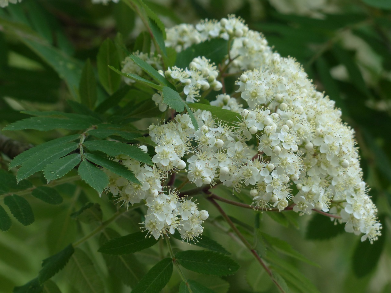 Rowan, Kalnų Pelenai, Gėlės, Balta, Sorbus Aucuparia, Pyrus Aucuparia, Medis, Filialas, Lapuočių Medis, Haw