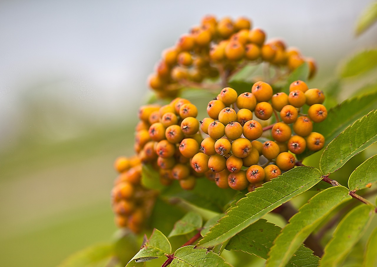 Rowan, Stručių Uogos, Nokinimo Vaisius, Lapija, Medis, Augalas, Gamta, Ciklai, Brendimas, Vasara