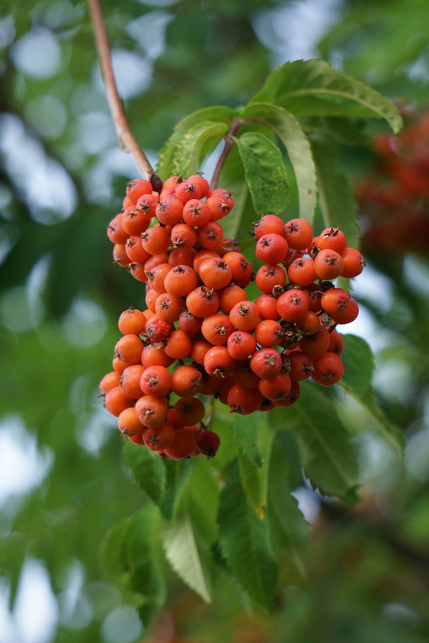 Rowan, Uogų Klasteriai, Uogos, Sorbus Aucuparia, Nemokamos Nuotraukos,  Nemokama Licenzija