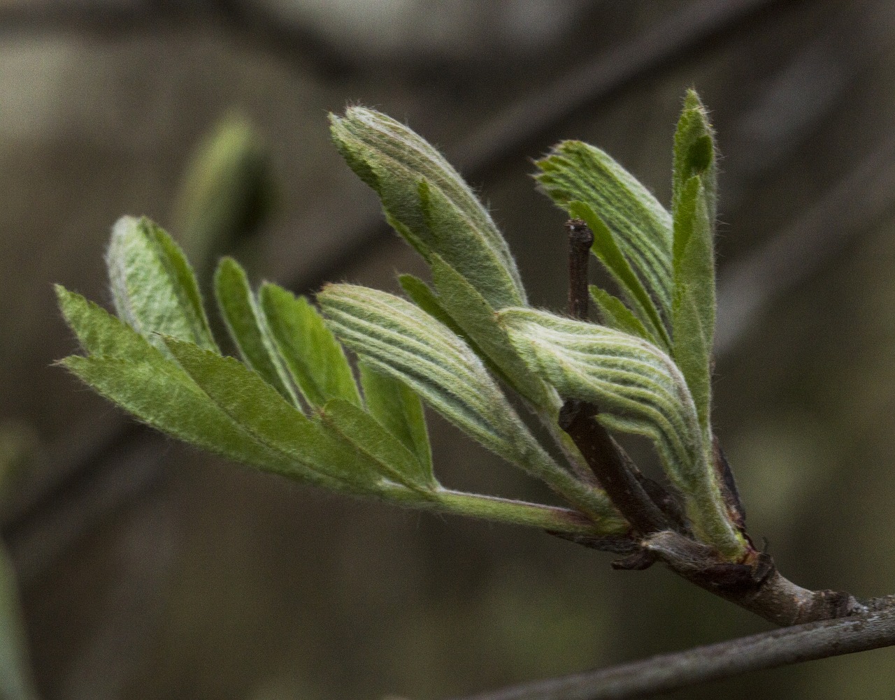 Rowan, Lapai, Medis, Pavasaris, Gamta, Finland, Filialas, Nemokamos Nuotraukos,  Nemokama Licenzija