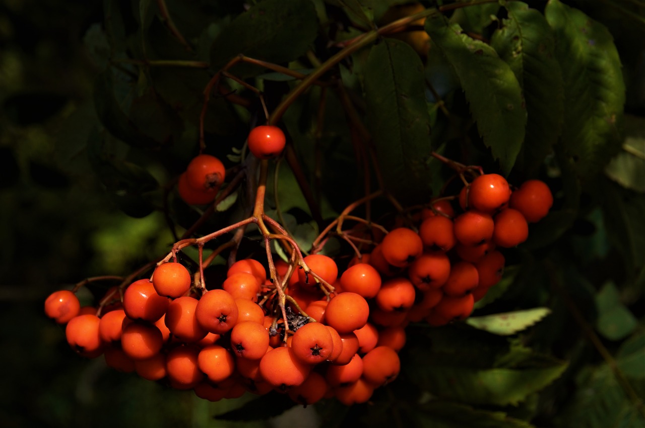 Rowan, Gamta, Stručių Uogos, Vasara, Brendimas, Oranžinė, Augalai, Augalas, Nemokamos Nuotraukos,  Nemokama Licenzija