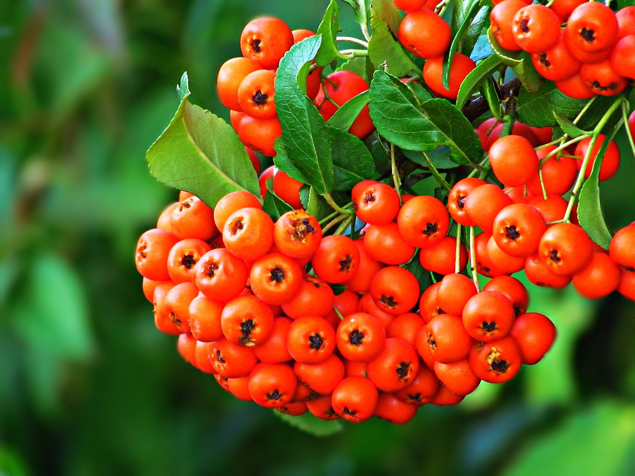 Rowan, Augalas, Medis, Krūmas, Gamta, Lapija, Stručių Uogos, Vaisiai, Ruduo, Nemokamos Nuotraukos