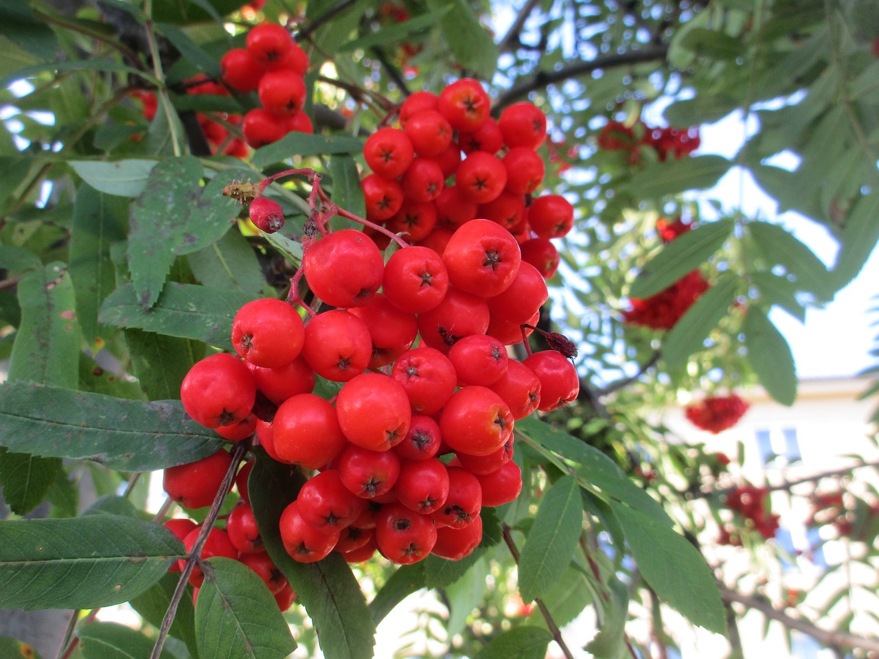 Rowan, Rowanberry, Sorbus, Rogn, Raudona, Ruduo, Kritimas, Sezonas, Vasaros Pabaigoje, Nemokamos Nuotraukos