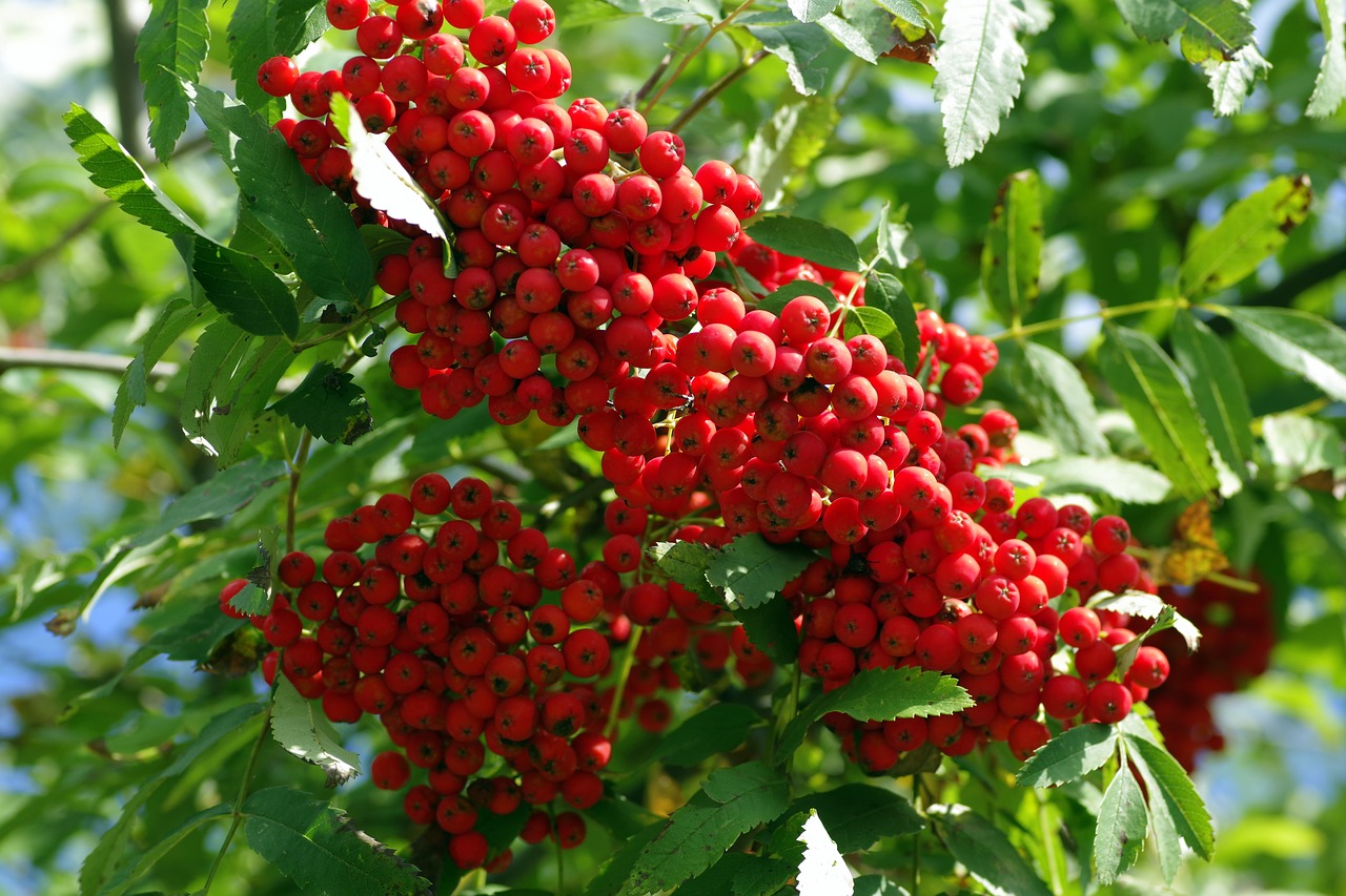 Rowan, Vaisiai, Raudona, Uogos, Rutuliai, Filialas, Medis, Stručių Uogos, Augalas, Ruduo