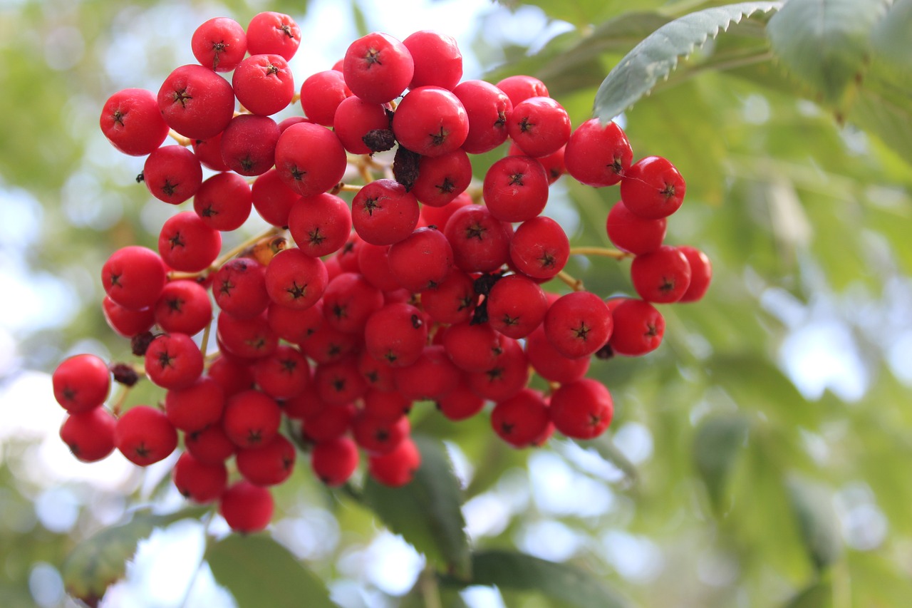 Rowan, Medis, Augalas, Gamta, Filialai, Raudona, Nemokamos Nuotraukos,  Nemokama Licenzija