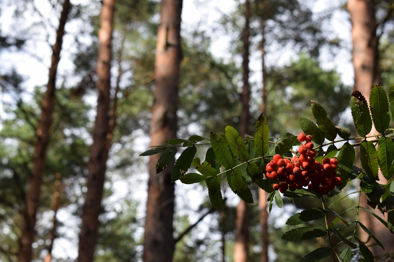 Rowan, Uogos, Uogos, Miškas, Gamta, Vasara, Rowanberry, Žalias, Medis, Sveikas