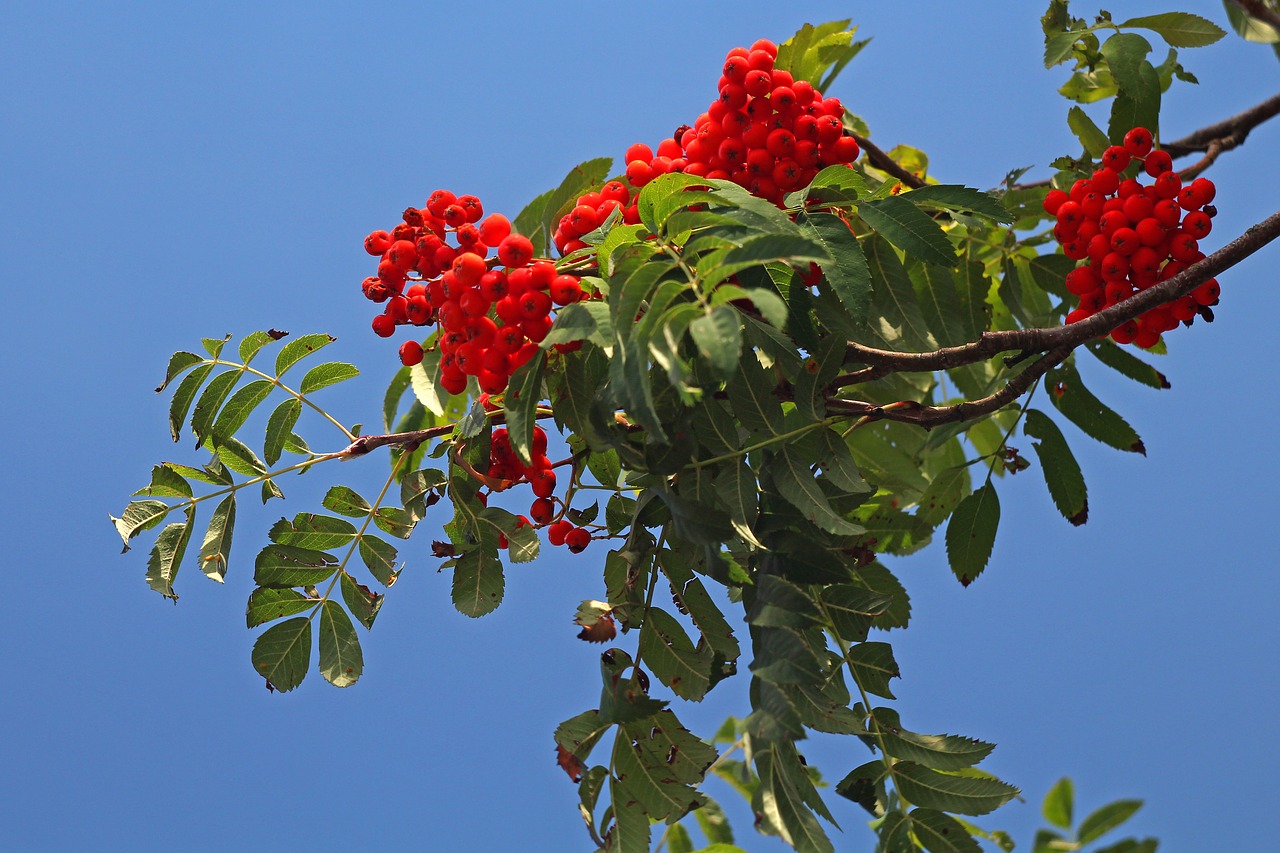 Rowan,  Šakelėmis,  Žalias,  Raudonas, Nemokamos Nuotraukos,  Nemokama Licenzija