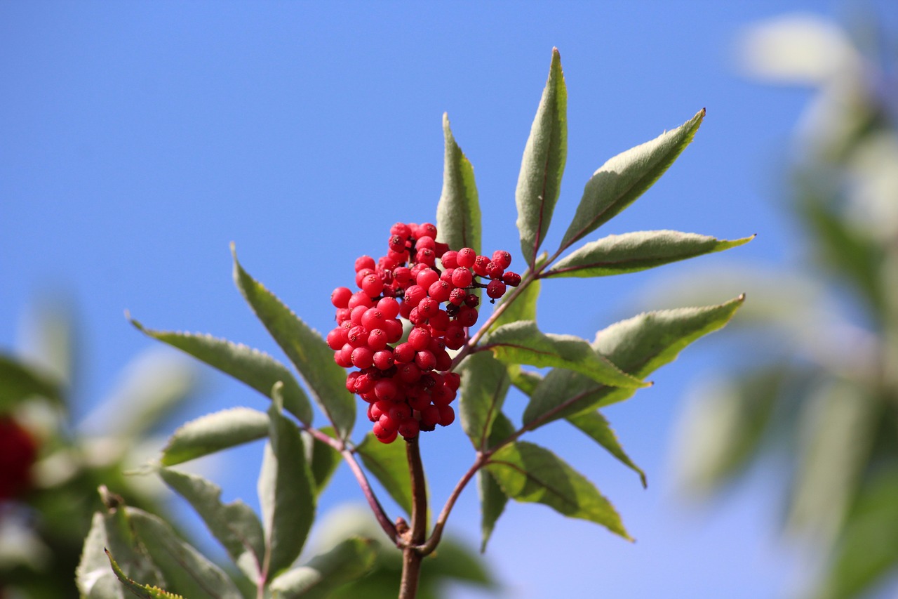 Rowan,  Medis,  Raudoni Vaisiai,  Vasara,  Gamta, Nemokamos Nuotraukos,  Nemokama Licenzija