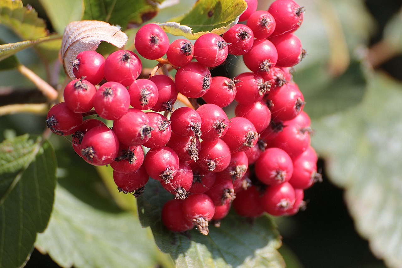 Rowan, Kalnų Pelenai, Sorbus Aucuparia, Lapuočių Medis, Miltų Uogos, Sorbus, Uogienė, Guma, Krametsbeerbaum, Raudona