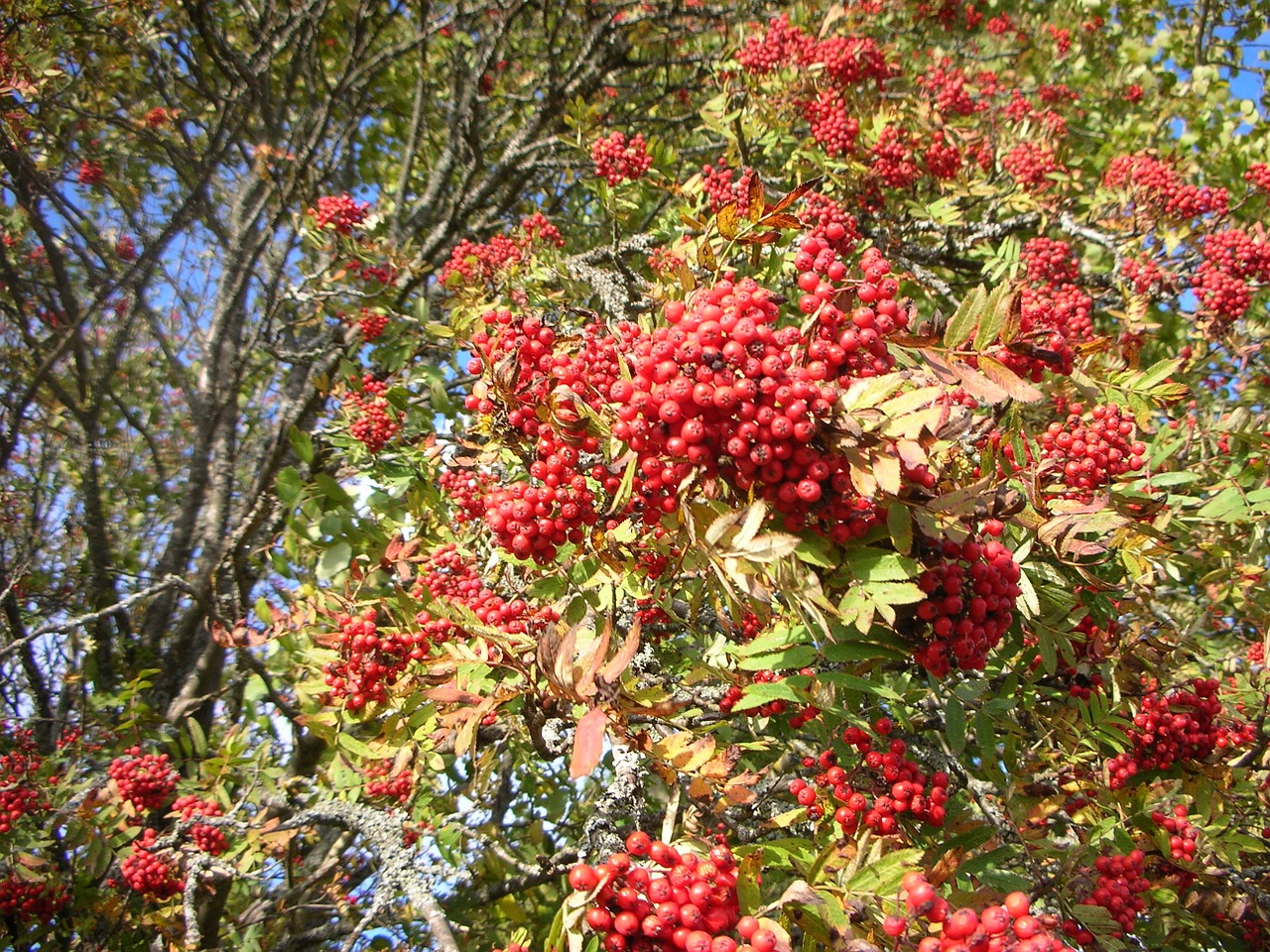 Rowan,  Medis,  Raudonos Uogos,  Filialai,  Ruduo,  Suomių Kalba, Nemokamos Nuotraukos,  Nemokama Licenzija