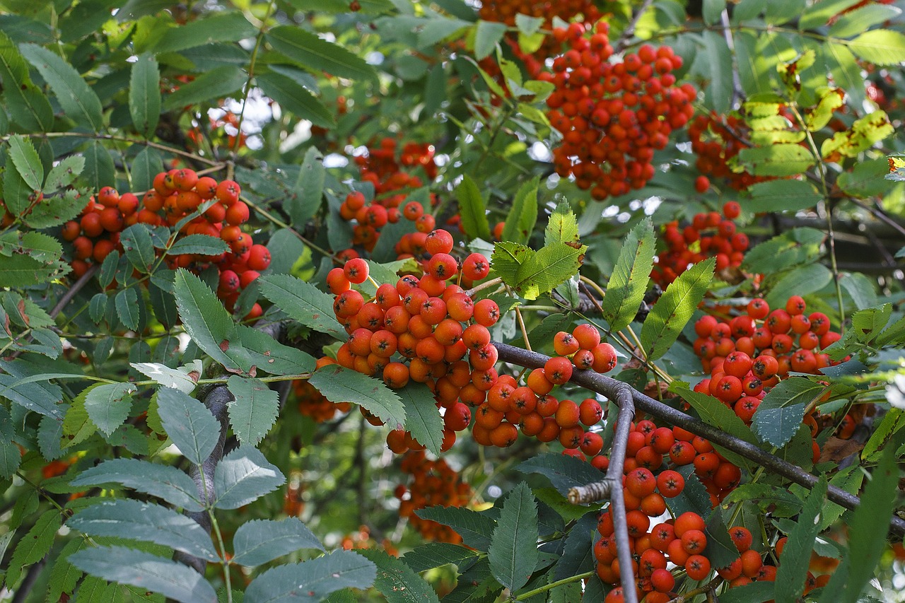 Rowan,  Raudona,  Medis,  Grono,  Augalas,  Daug,  Gražus,  Vaisiai,  Uogos,  Vasara