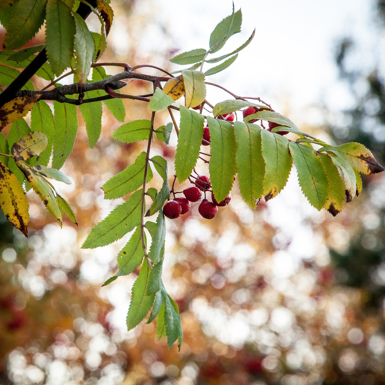 Rowanberry, Kritimas, Ruduo, Rowan, Uogos, Uogos, Sezonas, Spalvos, Vaisiai, Lapai