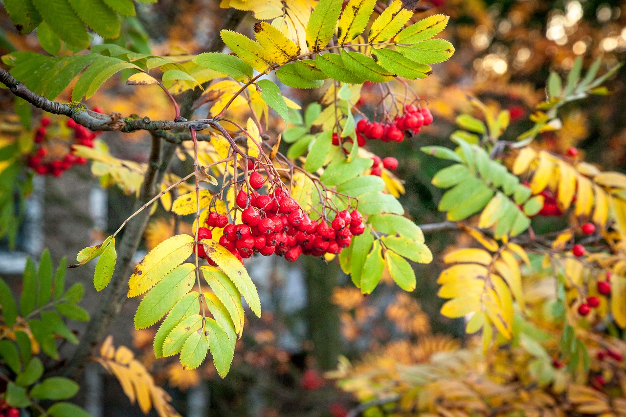 Rowanberry, Kritimas, Ruduo, Rowan, Uogos, Uogos, Sezonas, Spalvos, Vaisiai, Lapai