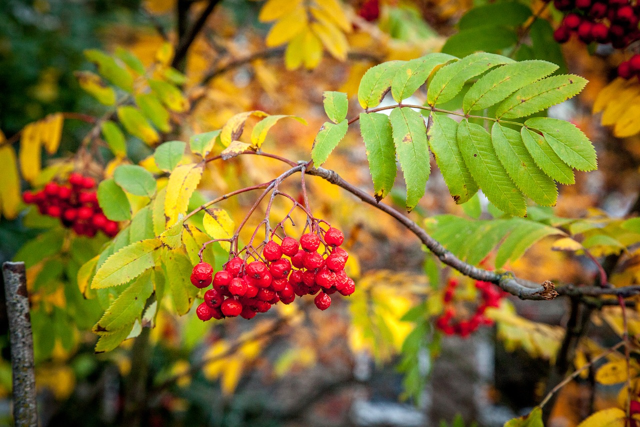 Rowanberry, Kritimas, Ruduo, Rowan, Uogos, Uogos, Sezonas, Spalvos, Vaisiai, Lapai