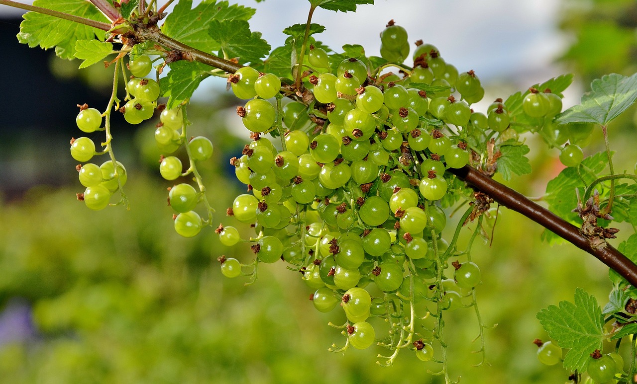 Rowanberry, Rowan, Augalas, Natūralus, Botanikos, Ekologiškas, Botanika, Žolė, Žemdirbystė, Lauke