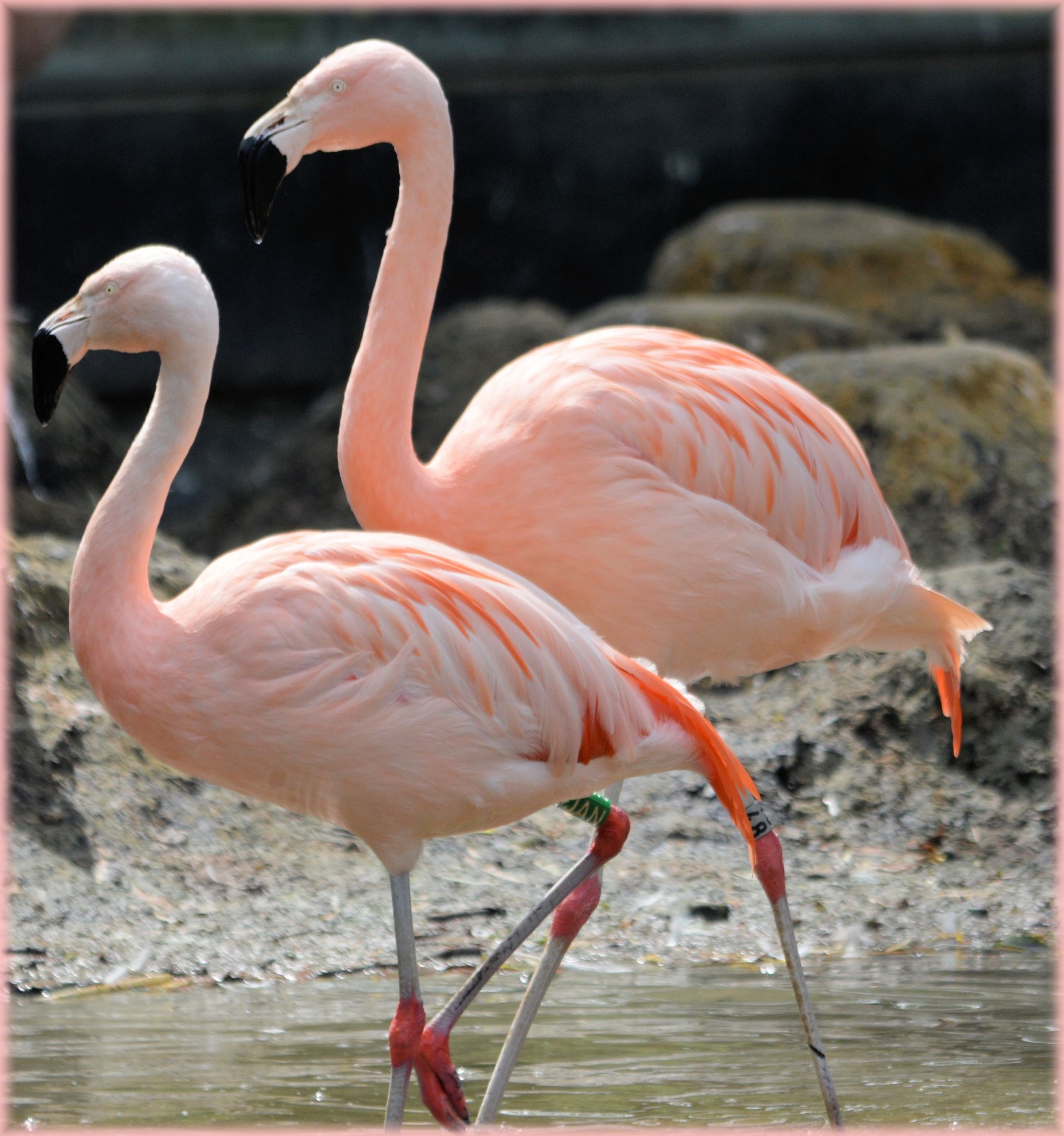 Flamingo,  Rožinis,  Paukštis,  Zoologijos Sodas,  Artis,  Holland,  Amsterdamas,  Meilė,  Poros,  Veislės & Nbsp