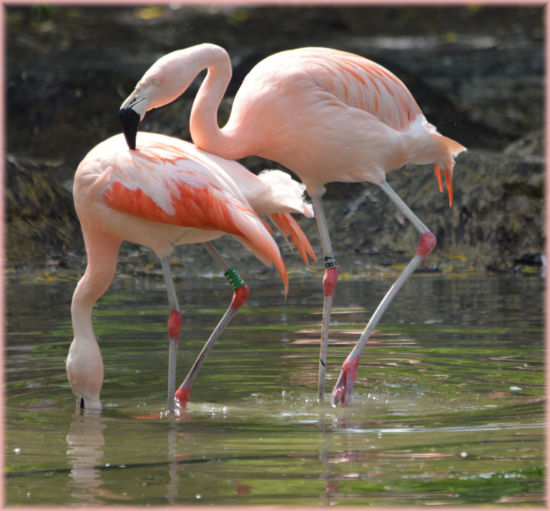 Flamingo,  Rožinis,  Paukštis,  Zoologijos Sodas,  Artis,  Holland,  Amsterdamas,  Meilė,  Poros,  Veislės & Nbsp