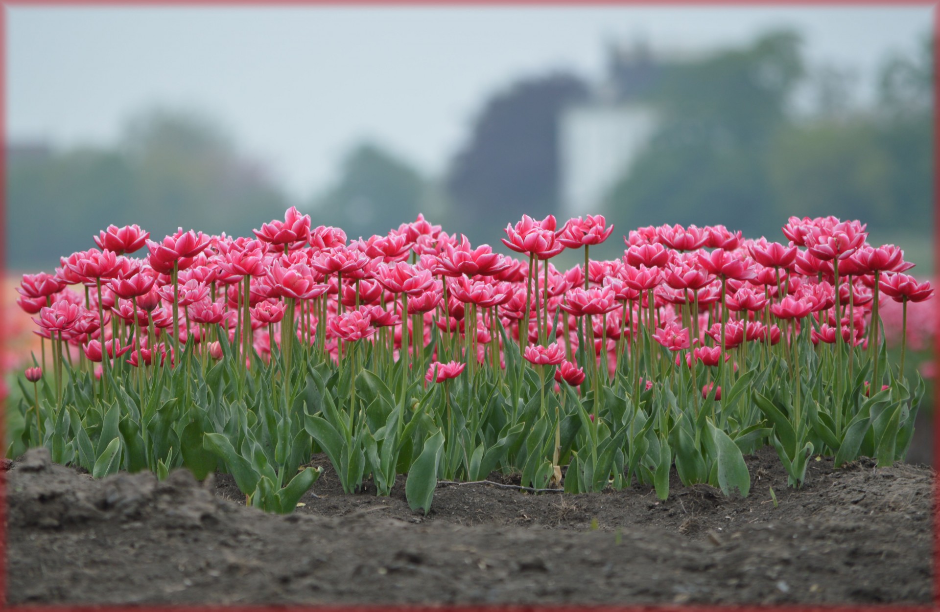 Tulpės,  Holland,  Geltona,  Gėlės,  Gamta,  Pavasaris,  Rožinės Tulpės, Nemokamos Nuotraukos,  Nemokama Licenzija