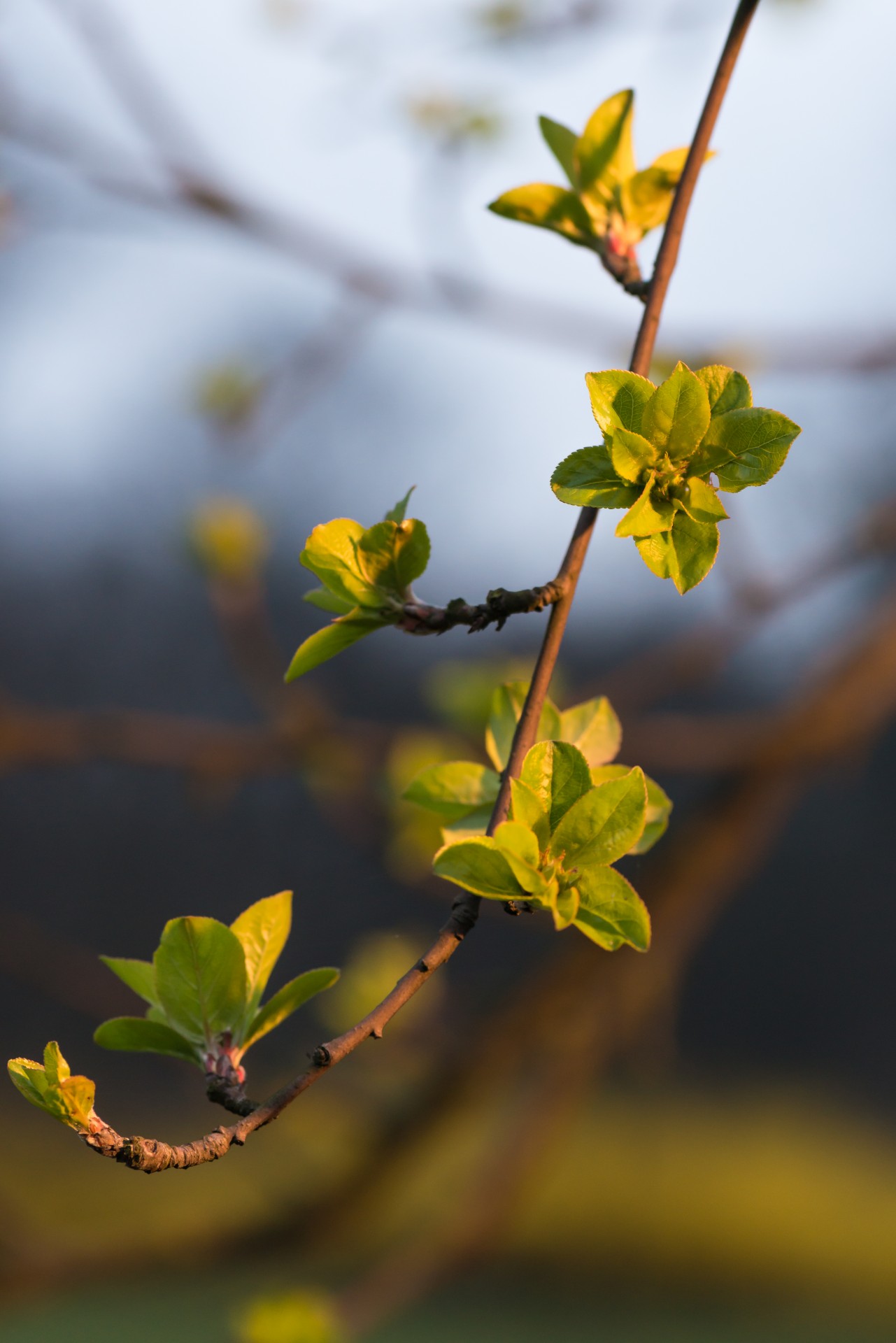 Pavasaris,  Gėlės,  Lapai,  Saulė,  Gamta,  Gyvenimas,  Šviesa,  Bokeh,  Fonas,  Gėlė