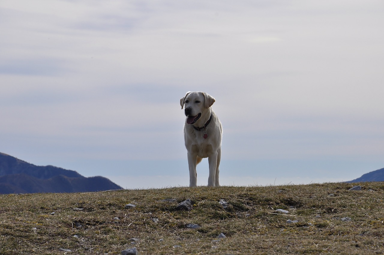 Rubik, Šuo, Labradoras, Kalnas, Nemokamos Nuotraukos,  Nemokama Licenzija