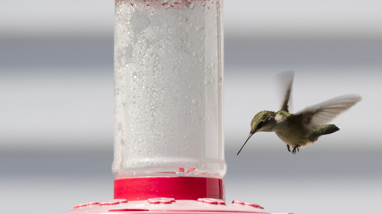 Rubino-Throated Hummingbird,  Kolibris,  Paukštis,  Rubino-Throated,  Tiektuvas,  Mažas,  Skraidantis,  Saulės Šviesa,  Pobūdį,  Ornitologijos