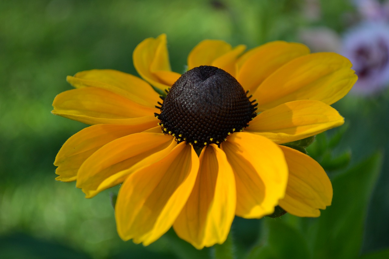 Rudbeckia, Gėlė, Oranžinė, Geltona, Galva, Žiedadulkės, Iš Arti, Gamta, Augalas, Nemokamos Nuotraukos