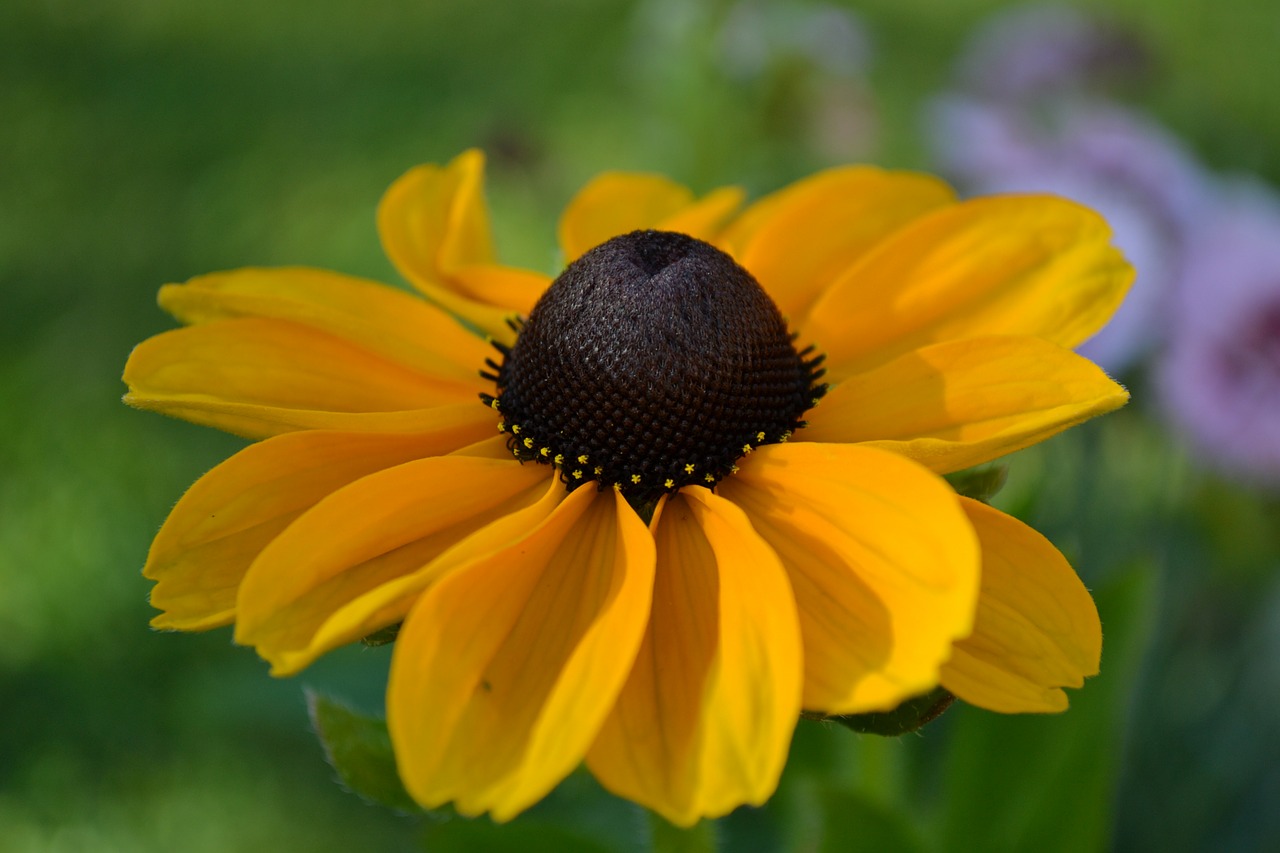 Rudbeckia, Gėlė, Oranžinė, Geltona, Galva, Žiedadulkės, Iš Arti, Gamta, Augalas, Nemokamos Nuotraukos