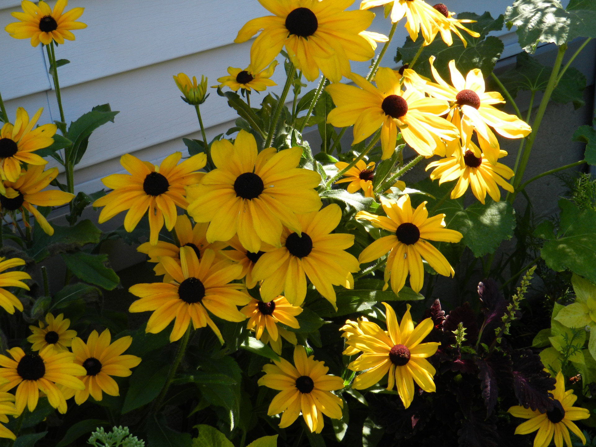 Gėlės,  Geltona,  Rudbeckia,  Rudbeckia # 1, Nemokamos Nuotraukos,  Nemokama Licenzija