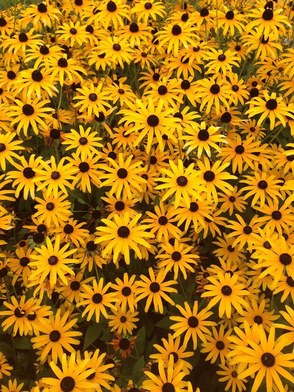 Rudbeckia, Vasaros Gėlė, Geltona, Gėlė, Gėlės, Šviesus, Saulės Skrybėlė, Nemokamos Nuotraukos,  Nemokama Licenzija