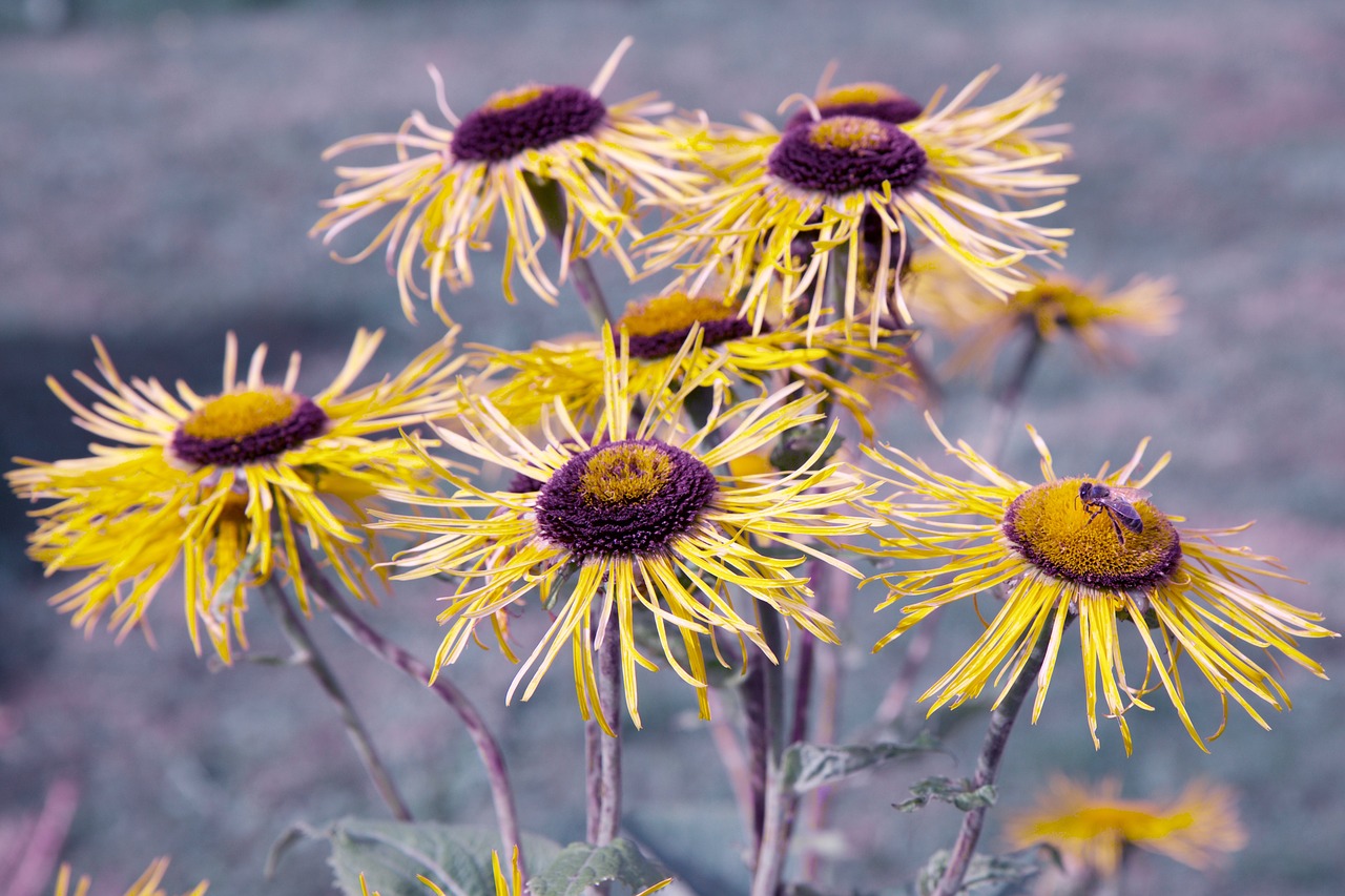 Rudbeckia, Gėlė, Bičių, Gamta, Nemokamos Nuotraukos,  Nemokama Licenzija