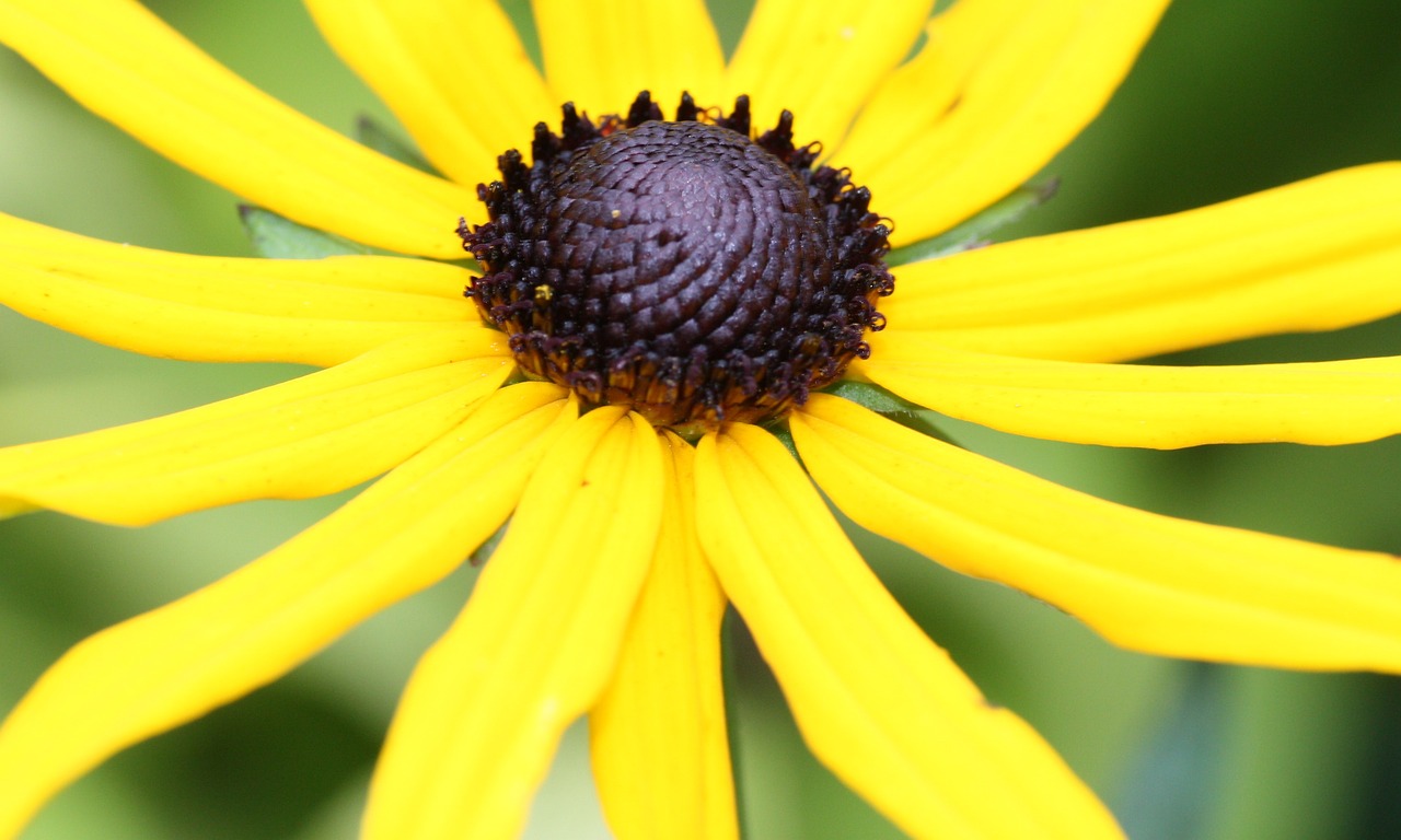 Rudbeckia, Sodininkystė, Gėlė, Ruduo, Kritimas, Geltona, Šviesus, Auksinis, Rudens, Nemokamos Nuotraukos