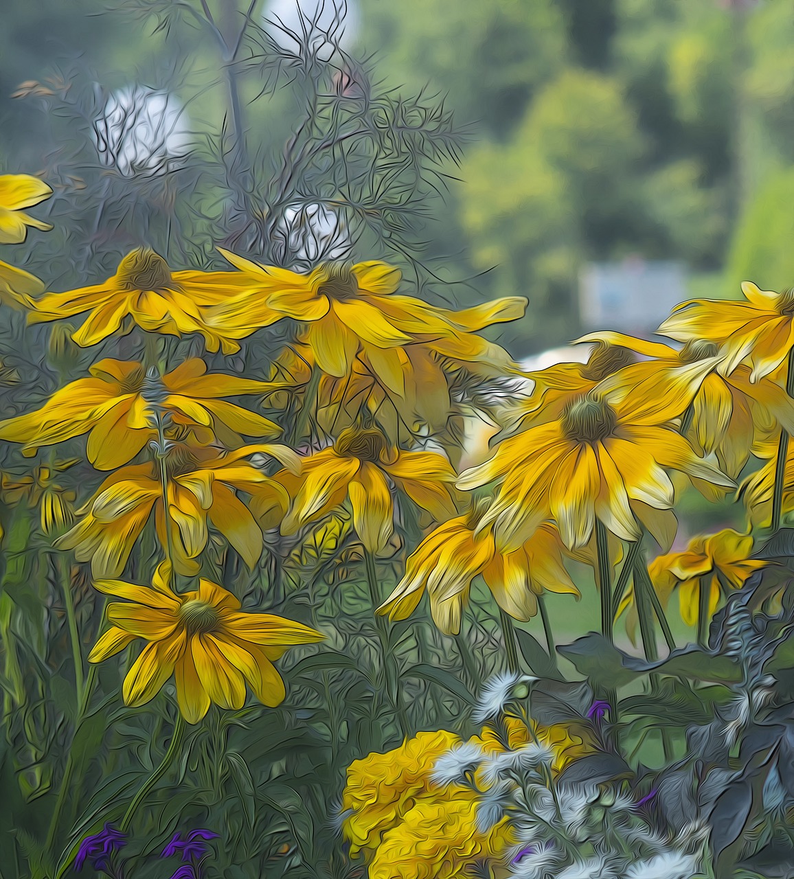 Rudbeckia,  Prerijų,  Saulė,  Rudbeckia Hirta,  Gėlės,  Geltona,  Puokštės,  Sodas,  Pobūdį,  Spalva