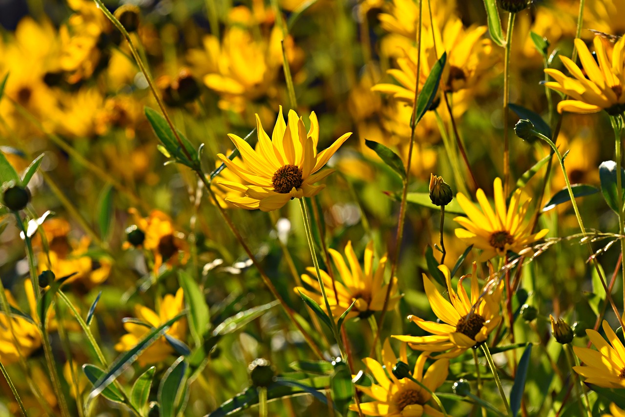 Rudbeckia,  Gėlė,  Augalų,  Žiedas,  Geliu Lova,  Sodas,  Vasara, Nemokamos Nuotraukos,  Nemokama Licenzija