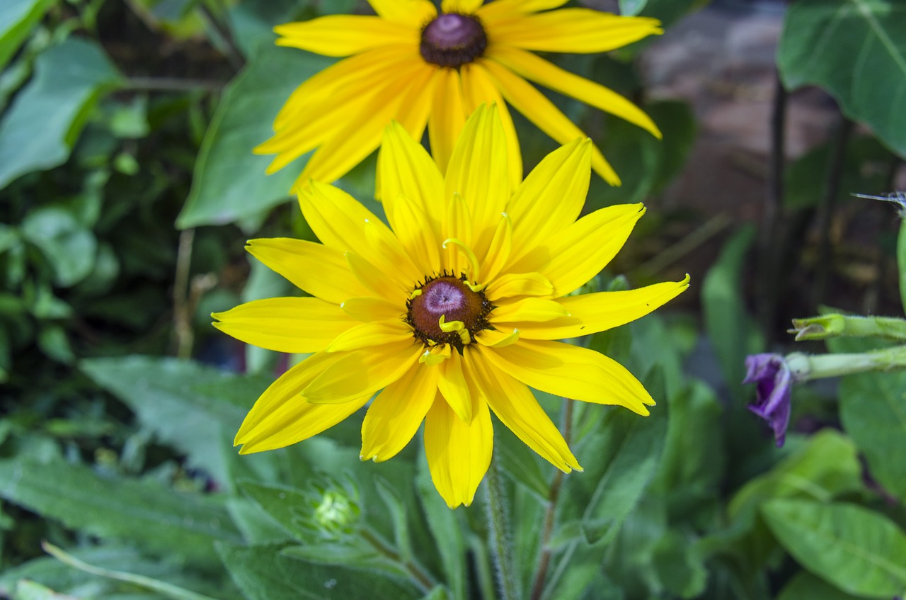 Rudbeckia, Gėlė, Geltonos Gėlės, Sodo Gėlės, Gėlės, Gamta, Žydėti, Žali Lapai, Nemokamos Nuotraukos,  Nemokama Licenzija